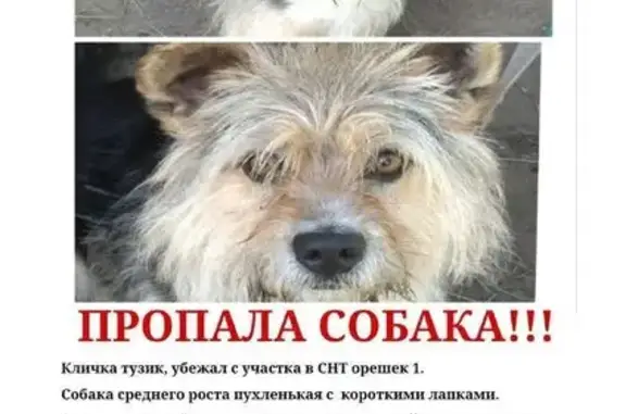 Собаки потеряшки, Ленинградская область, фото: Потеряшка собака, пос. им. Морозова, ЛО