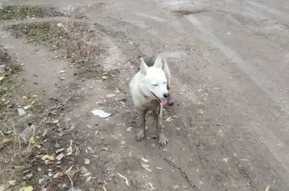 Найдена собака, Волгоград, фото: Собака найдена: Измайловская ул., Волгоград