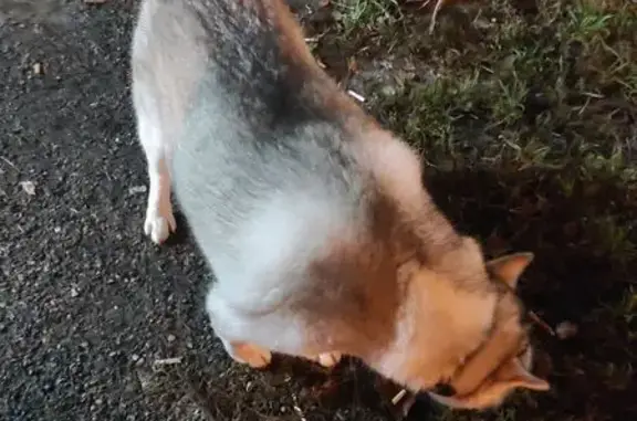 Найдена собака, Ставрополь, фото: Найдена хаски, ул. Серова 205А, Ставрополь