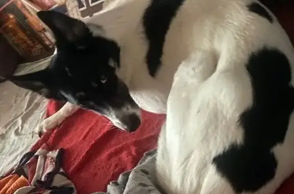 Пропала собака, пл. Победы 3А, Липецк