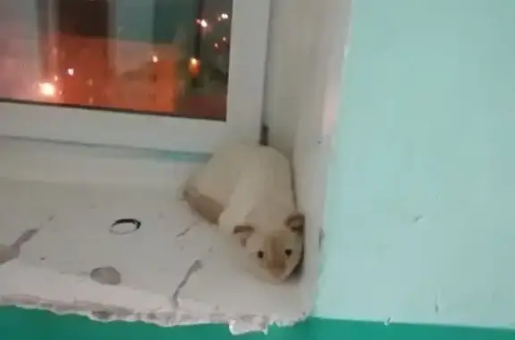 Найдена кошка, Красноярск, фото: Кот найден: Свободный проспект, 12