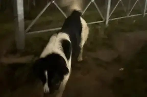 Найдена собака, Мурино, фото: Пёс с ошейником найден на Новой улице, Мурино