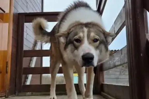 Собака найдена: Плотихино, МО