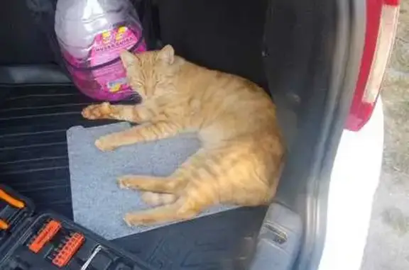 Пропала кошка, Луговой переулок, 2