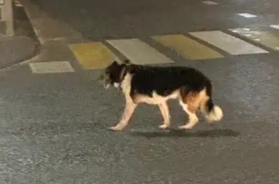 Собака найдена: Право-Булачная 37, Казань