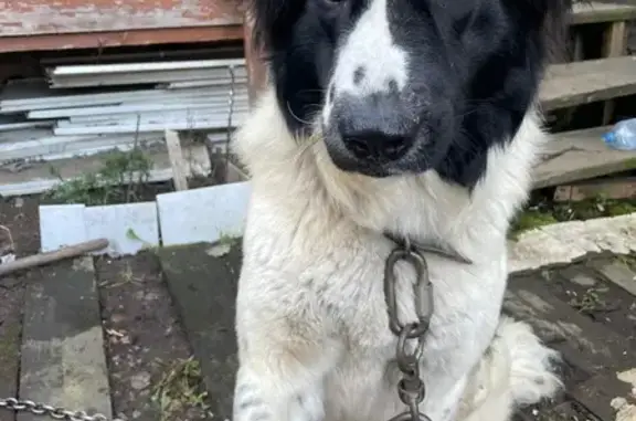 Собаки потеряшки, Мурино, фото: Потеряшка собака, Садовая ул., Мурино