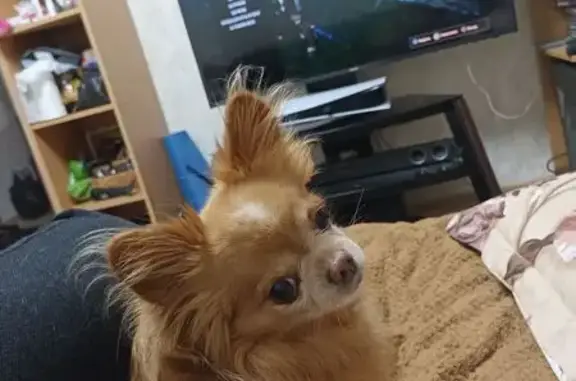 Пропала собака на ул. Свердлова, 33, Находка