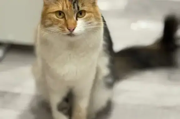 Пропала кошка, Центральная ул. 8, Казань