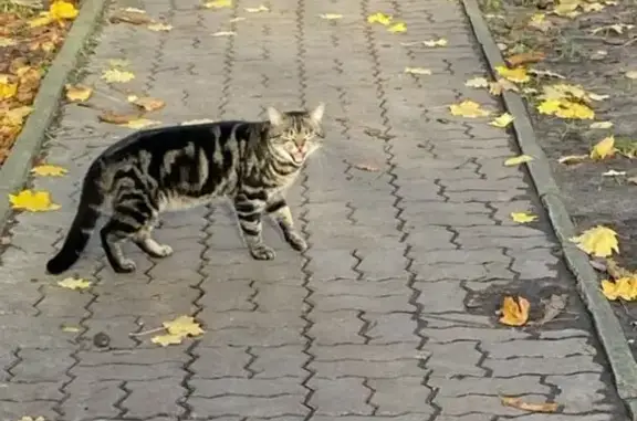 Кот найден на Чувашской, 8, Калининград