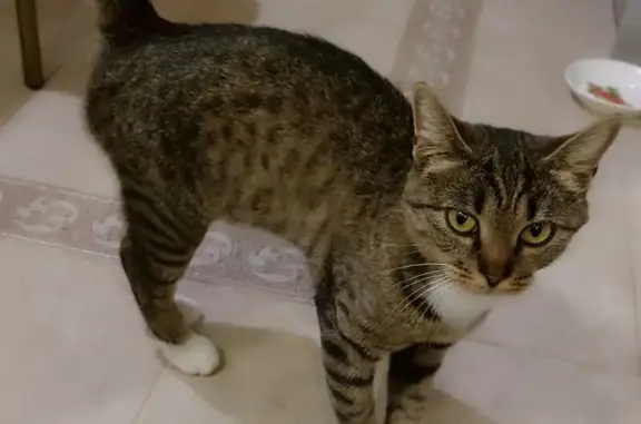 Найдена кошка, Ивняковское сельское поселение, фото: Кошка найдена: 4-я дорожка, Ивняково