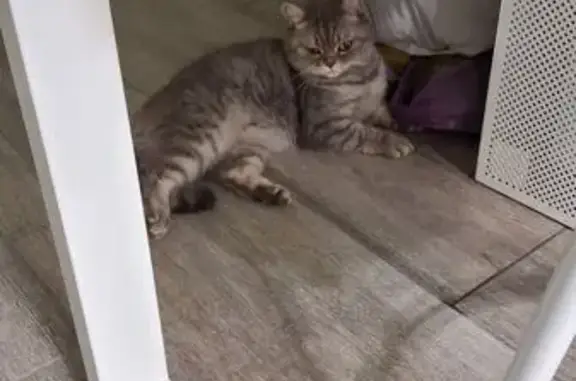 Пропала кошка, пр. Ленина, 10Б, Брянск