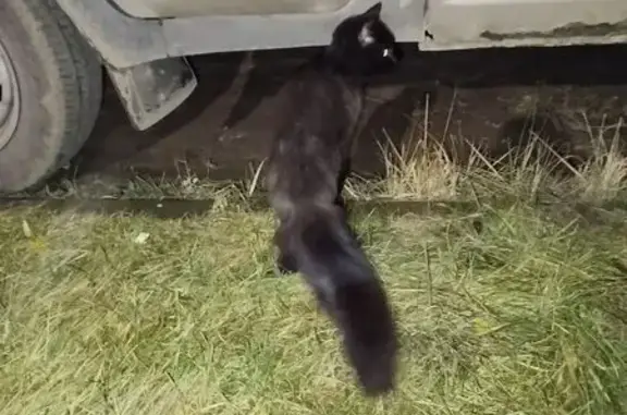 Найдена кошка, Кострома, фото: Кошка найдена на Жужелинской 39!