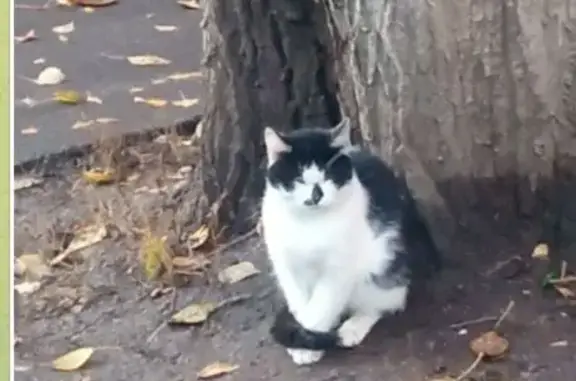 Кошка найдена, 1-я Владимирская, 29 к1