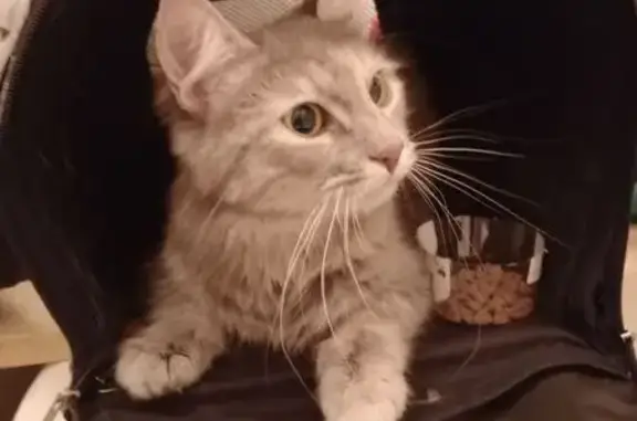 Кошка найдена: ул. Уткина, 40, Москва