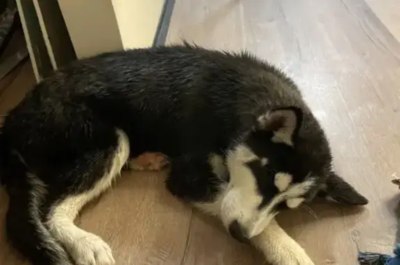 Найдена собака, Волгоград, фото: Щенок найден на ул. 50 лет Октября, Волгоград