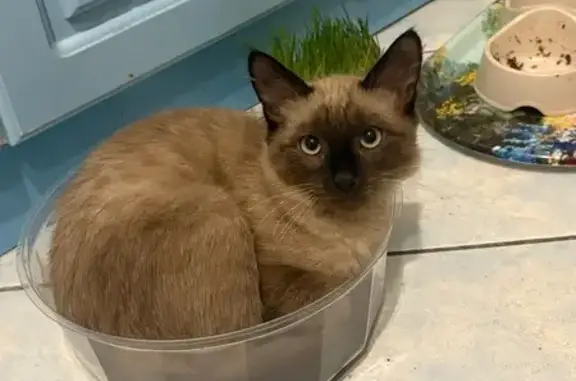 Кошки потеряшки, Йошкар-Ола, фото: Потеряшка кошка, бульвар Ураева, Йошкар-Ола