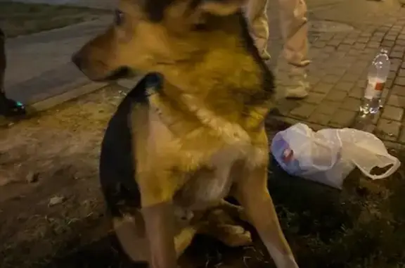 Найдена собака, Люберцы, фото: Найдена собака, Вертолётная 50, Люберцы