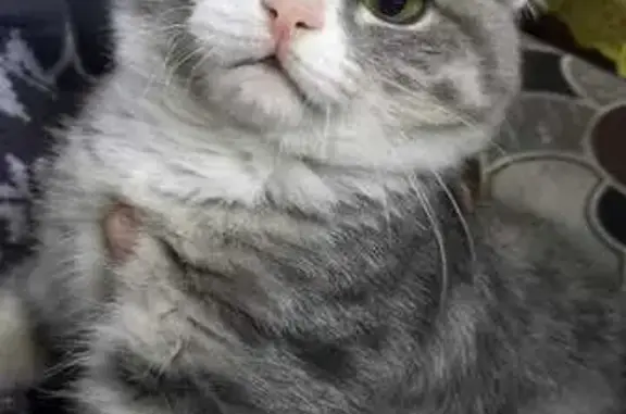 Пропала кошка, Кемеровская область