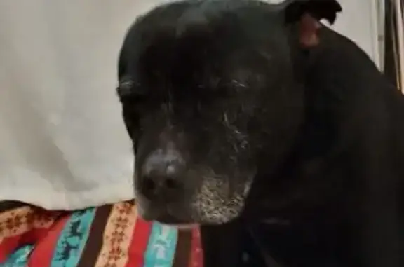 Собаки потеряшки, Томск, фото: Потеряшка собака, Киевская 111А, Томск