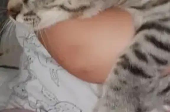 Кошки потеряшки, Гай, фото: Потеряшка кошка, пр. Победы 21, Гай