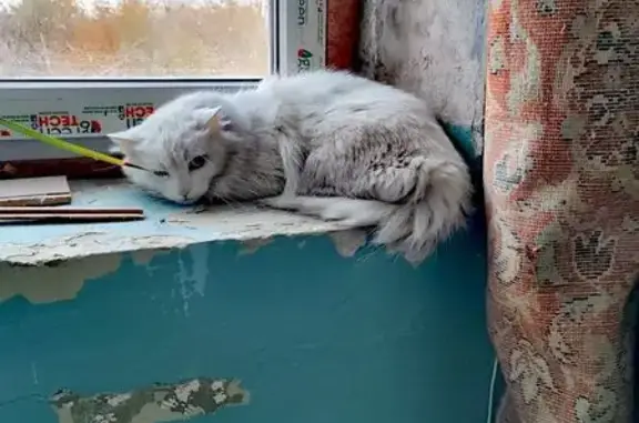 Пропала белая кошка, Просёлочная 6, Ростов