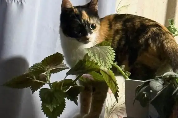 Пропала кошка, Шендрикова 5, Воронеж