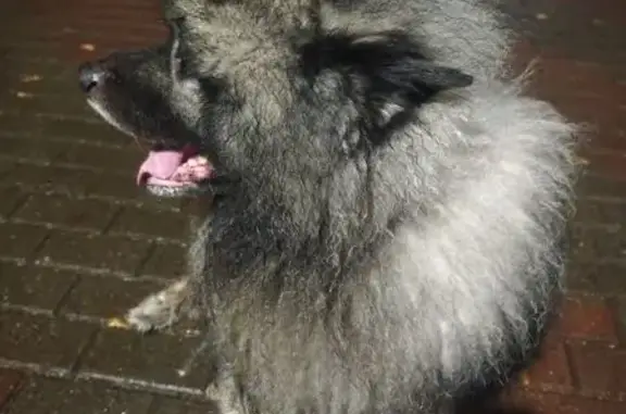 Найдена собака, Нижний Новгород, фото: Собака найдена на пл. Минина, Нижний Новгород