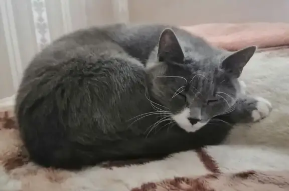 Кошки потеряшки, Ставрополь, фото: Потеряшка кошка, б-р Зелёная Роща 1, Ставрополь