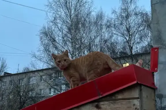 Найдена кошка, Кострома, фото: Кот найден у «Пятерочки», Голубкова 6А