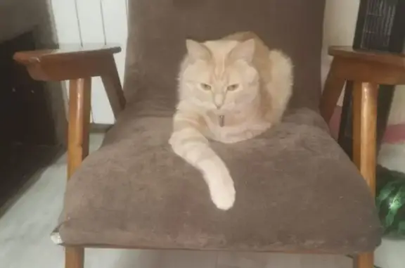 Пропал кот, Шефская 87 к3, Екатеринбург