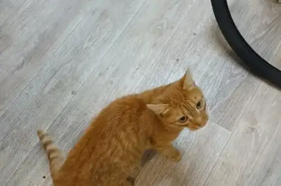 Найдена кошка, Воронежская область, фото: Рыжий кот найден у магазина Светофор, Семилуки