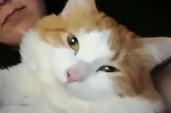 Пропала кошка, Северная 41, Первоуральск