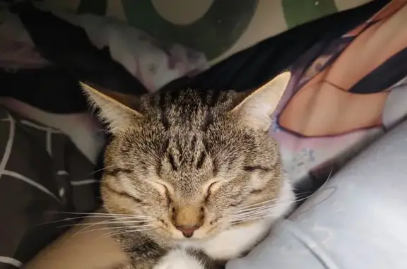 Пропала кошка, Садовая ул. 118Б, Белгород