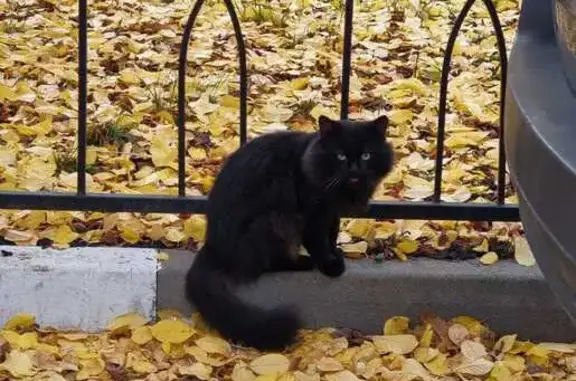 Найдена кошка, Белгород, фото: Чёрная кошка найдена, Есенина 12, Белгород
