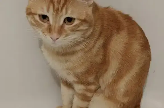 Кошки потеряшки, Южно-Сахалинск, фото: Потеряшка кошка, Украинская ул., 119, Ю-Сах.