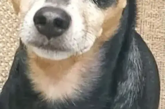 Пропала собака той-терьер, Ангарск