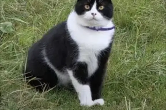 Кошки потеряшки, Сальск, фото: Потеряшка кошка, Берёзовый пер., Сальск