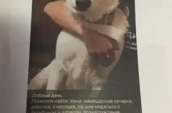 Пропала собака, Солнечная ул. 19, Балаклава