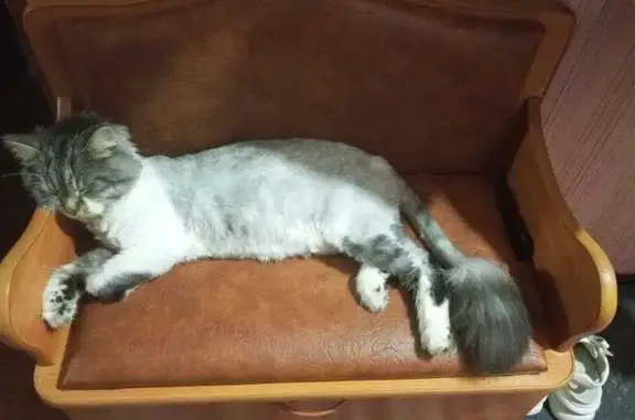 Пропала кошка, ул. Ломоносова 70, Вельск