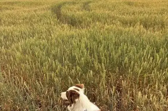 Пропала собака, Ростов-на-Дону, Верхнетемерницкий