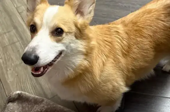 Собаки потеряшки, Иркутск, фото: Потеряшка корги, Иркутск, Железнодорожная 57