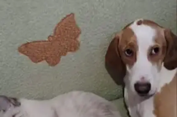 Найдена собака, Ярославль, фото: Пропала собака, ул. А. Невского 1, Ярославль