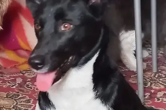 Собаки потеряшки, Челябинск, фото: Потеряшка собака на Новороссийской, Челябинск