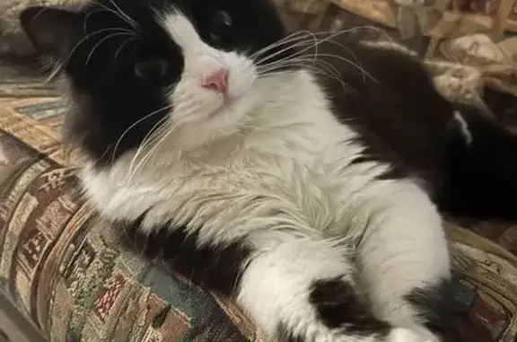 Кошки потеряшки, Калужская область, фото: Потеряшка кошка, д. Кривское, Калужская обл.