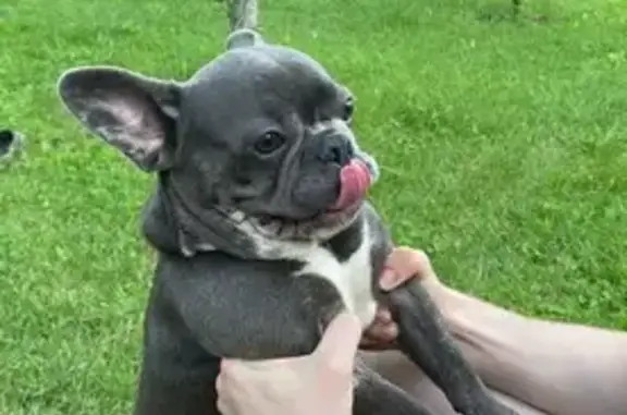 Пропала собака, Отечественная ул., Новошахтинск