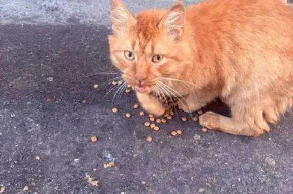 Рыжий котик у подъезда, Рыкачева 14