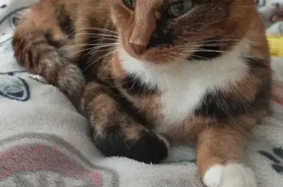 Кошки потеряшки, Хабаровск, фото: Потеряшка кошка, ул. Гагарина, 11Б, Хабаровск