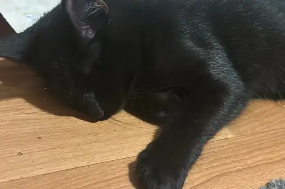 Найдена кошка, Севастополь, фото: Найдена кошка, Волынская ул. 13/113