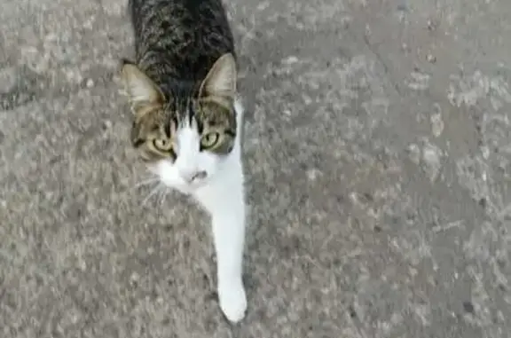 Кошки потеряшки, Костенеевское, фото: Потеряшка кот, СНТ Кама, Татарстан