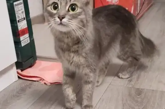 Пропала кошка на Варшавской, 10, Волгоград